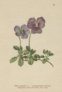 Hosszú sarkantyús Violet alkotó: German School