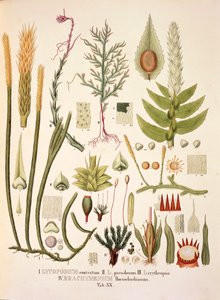 Lycopodium és Brachymenium, XX. táblázat a „Plantarum Cryptogamicarum Brasiliensiumból”, Johann Baptist Von Spix és Carl Friedrich Von Martius alkotó: German School
