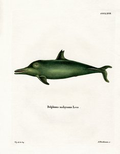 Maláj delfin (színes metszet) alkotó: German School