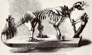 Megatherium csontváz a British Múzeumban alkotó: German School