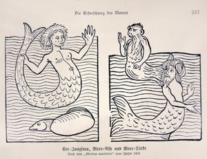 Sellő és sellő Jacob Meydenbach Hortus Sanitatis című művéből alkotó: German School