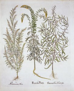 Mignonette, Southernwood és Tarragon, Hortus Eystettensisből, Basil Besler (1561-1629), pub. 1613 (kézzel színezett metszet) alkotó: German School
