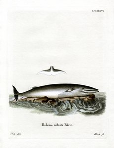 Minke Whale (színes metszet) alkotó: German School