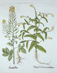 Gérfi zsázsa és fehér mustár, a Hortus Eystettensisből, Basil Besler (1561-1629), pub. 1613 (kézzel színezett metszet) alkotó: German School
