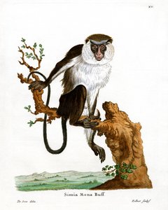Mona Monkey (színes metszet) alkotó: German School