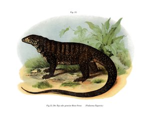 Monitor Lizard (színes litó) alkotó: German School