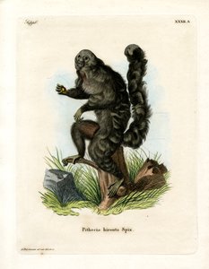 Monk Saki (színes metszet) alkotó: German School