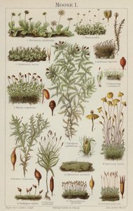 Mohák (színes litó) alkotó: German School