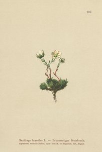 Mohos szaxifrage (Saxifraga bryoides) alkotó: German School