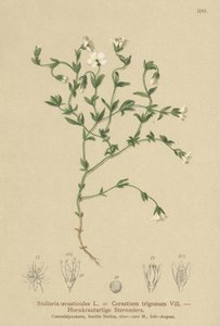 Hegyi tyúkfű (Stellaria cerastioides, Cerastium trigonum) alkotó: German School