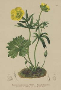 Hegyi varjúláb (Ranunculus montanus) alkotó: German School