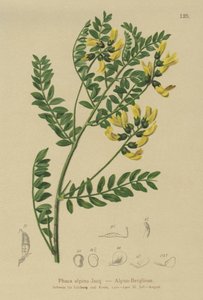 Hegyi lencse (Phaca alpina, Astragalus alpinus, Astragalus penduliflorus, Colutea alpina, Phaca alpina, Tragacantha penduliflora) alkotó: German School