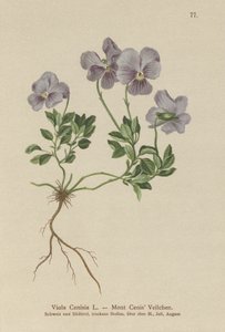 Mt. Cenis árvácska (Viola Cenisia) alkotó: German School