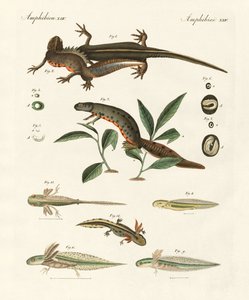 A tengeri szalamandra természetrajza (színes metszet) alkotó: German School