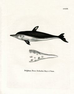 Új-zélandi delfin (színes metszet) alkotó: German School