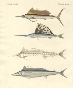 Új makrélaszerű hal (színes gravírozás) alkotó: German School