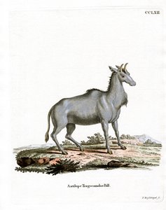Nilgai (színes metszet) alkotó: German School