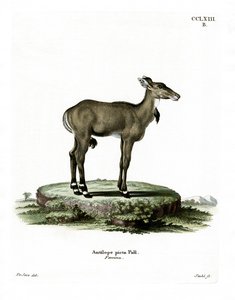 Nilgai (színes metszet) alkotó: German School
