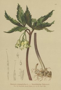 Kilenclevelű korallfű (Dentaria enneaphyllos) alkotó: German School