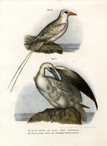 Northern Gannet, 1864 alkotó: German School