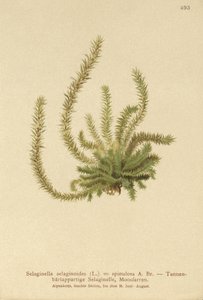 Északi tüskésmoha (Selaginella selaginoides, Selaginella spinulosa, Lycopodium selaginoides, Bernhardia spinosa) alkotó: German School
