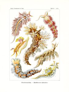 Nudibranchia, 1899-1904 alkotó: German School