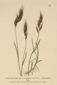Zabfű (Avena Scheuchzeri, Avena versicolor, Avena alpina) alkotó: German School
