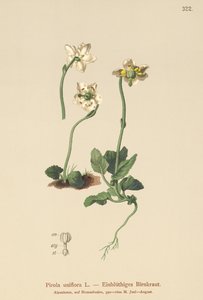 Egyvirágú télizöld (Pirola uniflora, Pyrola uniflora, Moneses uniflora, Monesis uniflora) alkotó: German School