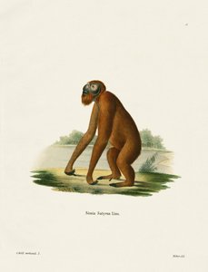 Orang-Outang (színes metszet) alkotó: German School