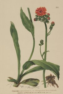 Narancssólyomfű (Hieracium aurantiacum, Hieracium brunneocroceum, Pilosella aurantiaca) alkotó: German School