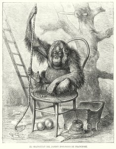 Orangután a frankfurti állatkertben, Németország (litho) alkotó: German School