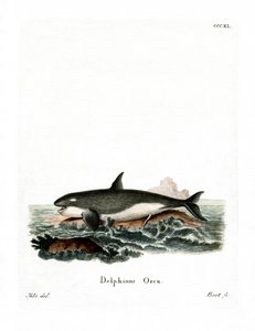 Orca (színes metszet) alkotó: German School