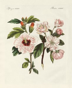 Dísznövények alkotó: German School