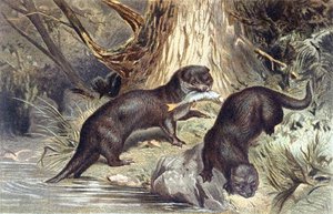 Vidra, lemez a "Brehms Tierleben: Allgemeine Kunde des Tierreichs"-ből, 1. kötet, 670. o., kiadó: Bibliographisches Institut alkotó: German School