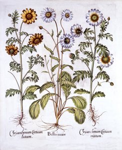 Oxe Eye Daisy és Crown Daisy, a Hortus Eystettensisből, Basil Besler (1561-1629), pub. 1613 (kézzel színezett metszet) alkotó: German School