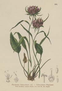 Oxford Rampion (Phyteuma Scheuchzeri) alkotó: German School