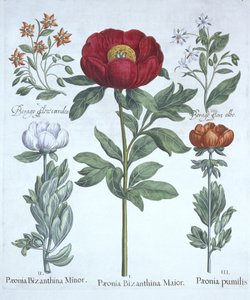 Paeonies and Borage, Hortus Eystettensis, Basil Besler (1561-1629), pub. 1613 (kézzel színezett metszet) alkotó: German School
