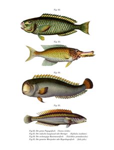 Polichika Partifish (fekete litó) alkotó: German School