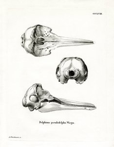 Pantrópusi foltos delfin koponya (színes metszet) alkotó: German School