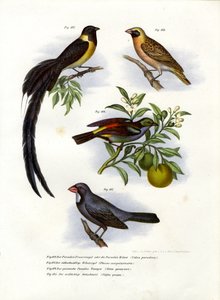 Paradise Whydah, 1864 alkotó: German School