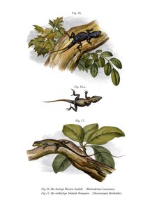 Barack Anole (színes litó) alkotó: German School