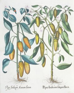 Paprika: 1.Piper indiai sárga 2. Piper Indicum aureum latum, a Hortus Eystettensisből, Basil Besler (1561-1629), pub. 1613 alkotó: German School
