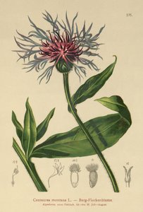 Évelő búzavirág (Centaurea montana) alkotó: German School