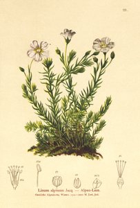 Évelő len (Alpenum, Linum perenne) alkotó: German School