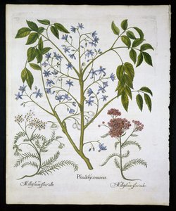 Perzsa orgona vagy India büszkesége és Achillea Millefolium (Katonák sebfű) 136-os táblája a Hortus Eystettensistől, Basil Besler (1561-1629) kocsma 1613 (kézzel színezett metszet) alkotó: German School