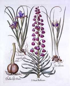 Perzsa liliom és íriszek, a Hortus Eystettensisből, Basil Besler (1561-1629), pub. 1613 (kézzel színezett metszet) alkotó: German School