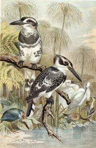 Pied Kingfisher, lemez a "Brehms Tierleben: Allgemeine Kunde des Tierreichs", 5. kötet, 60. o., Bibliographisches Institut kiadásában alkotó: German School
