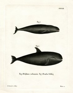 Pilot Whale (színes gravírozás) alkotó: German School