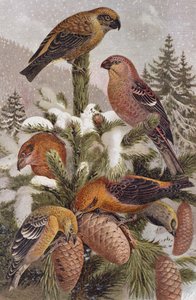 Pine Grosbeak and Crossbill, lemez Brehm