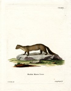 Pine Marten (színes metszet) alkotó: German School